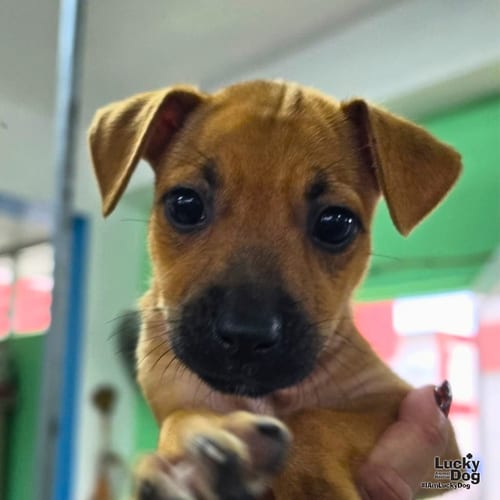 Photo of Akira, adoptable Labrador Retriever in Washington, District of Columbia