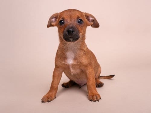 Photo of Discount: Walmart, adoptable Chihuahua in Romoland, California
