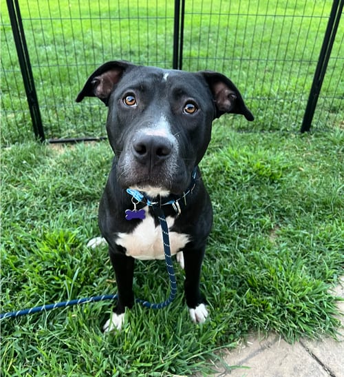 Photo of Dutton, adoptable Labrador Retriever in St. Louis, Missouri