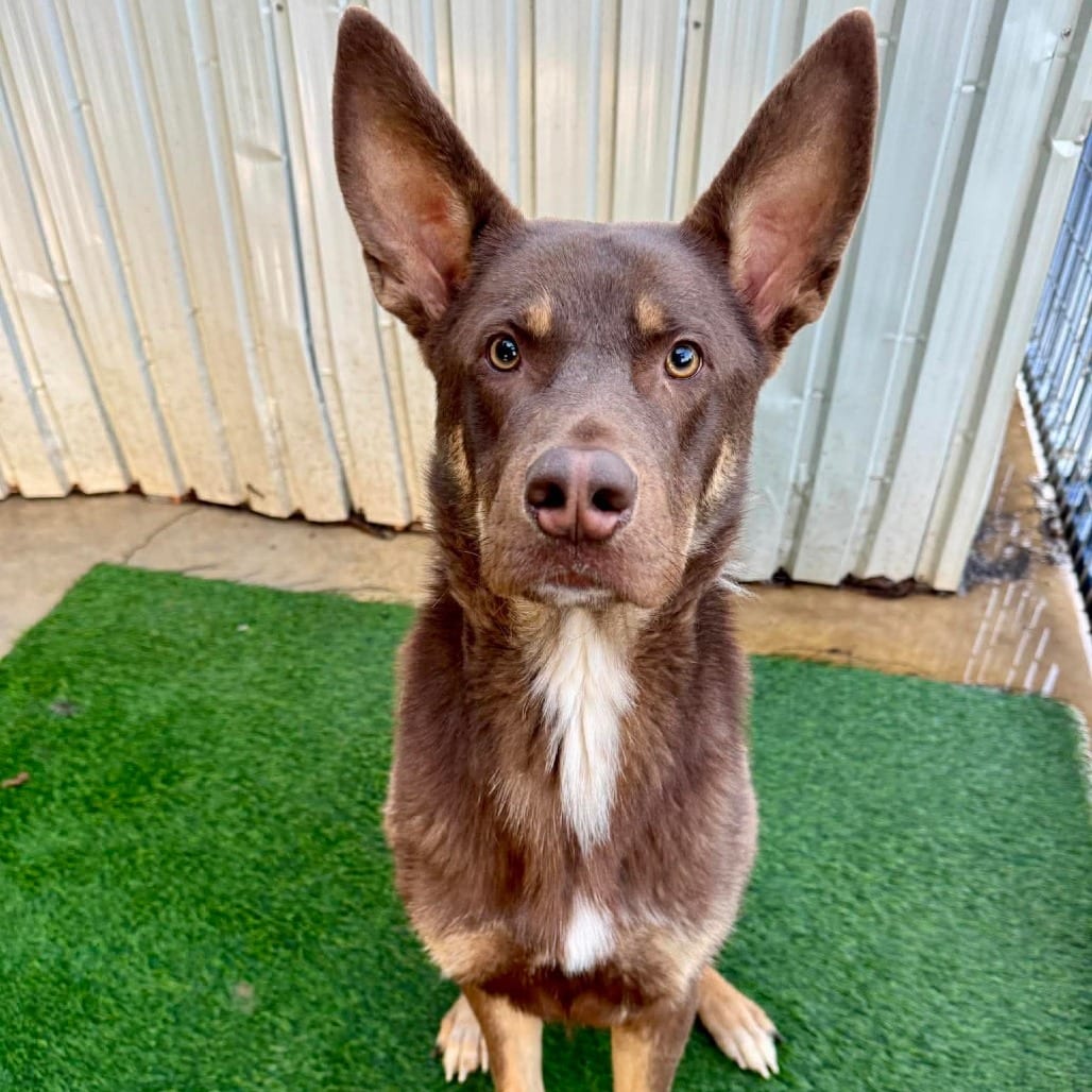 Photo of Nick Wilde, adoptable Shepherd / Mix in San Francisco, California