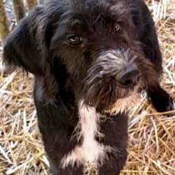 Photo of Lima Bean, adoptable Labradoodle in Yorkville, Illinois