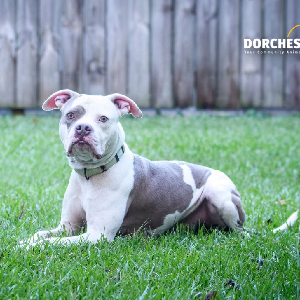 Photo of Borris, adoptable Mixed Breed (Medium) in Summerville, South Carolina