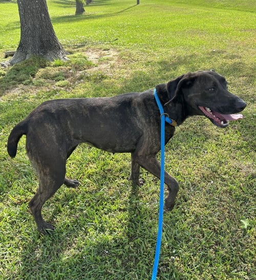 Photo of Hazel, adoptable Pointer in Monticello, Mississippi