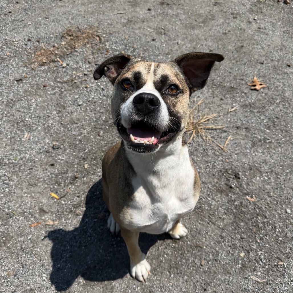 Photo of George, adoptable Terrier, Pit Bull in Martinsville, Virginia