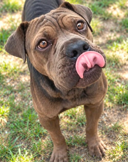 Photo of Peppercorn Gravy, adoptable American Pit Bull Terrier in Robbinsdale, Minnesota