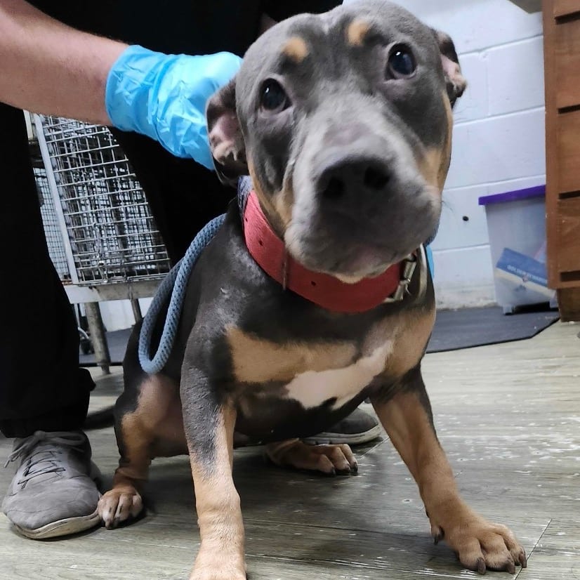 Photo of Nala, adoptable Mixed Breed (Medium) in Summerville, South Carolina
