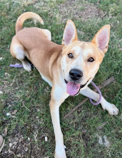 Photo of Grantom, adoptable dog in Chamblee, Georgia