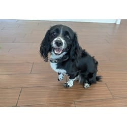 Photo of Fang, adoptable Cavalier King Charles Spaniel in Ft Lauderdale, Florida