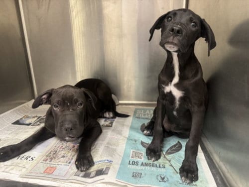 Photo of Henry, adoptable Pit Bull Terrier in Los Angeles, California