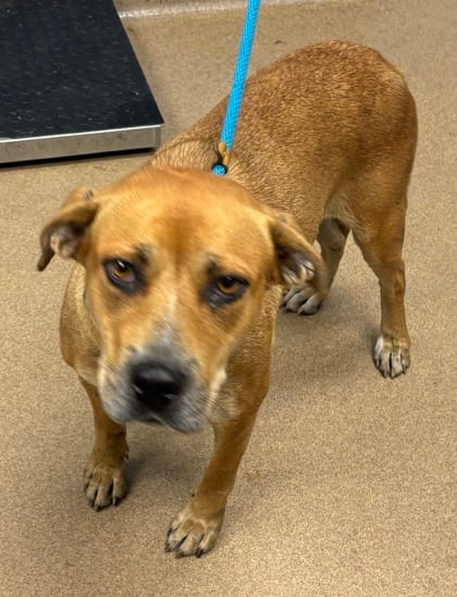 Photo of Expider, adoptable dog in Chamblee, Georgia