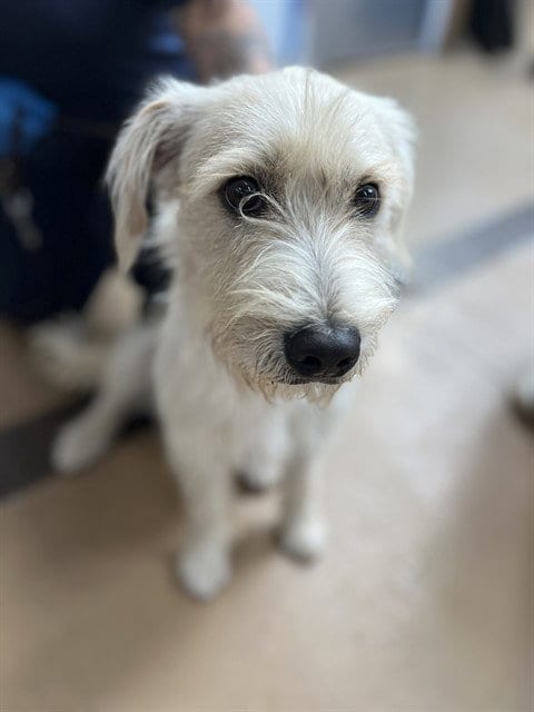 Photo of Friday, adoptable Miniature Schnauzer in Chula Vista, California