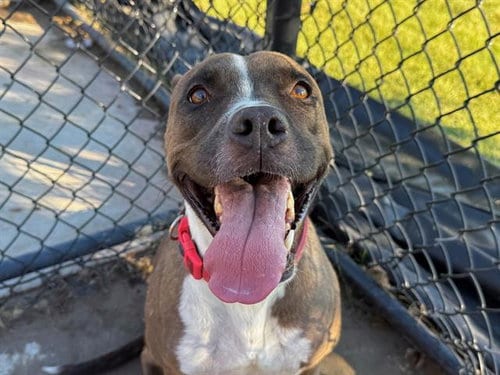 Photo of Acorn, adoptable Pit Bull Terrier in Tulsa, Oklahoma
