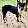 Photo of Cleo, adoptable Australian Kelpie in Enfield, Connecticut