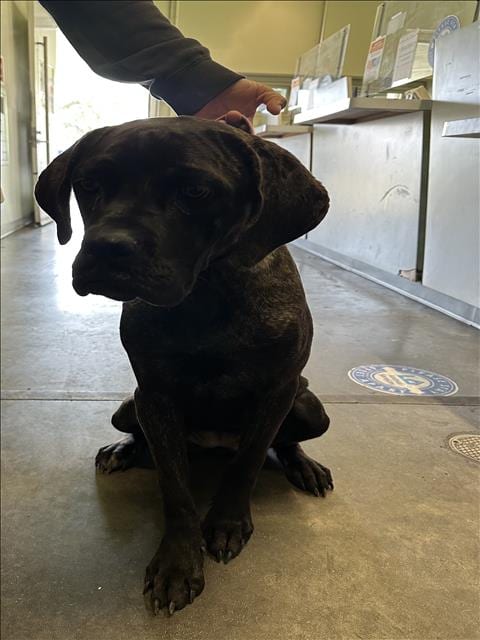 Photo of Dior, adoptable Pit Bull Terrier in Los Angeles, California