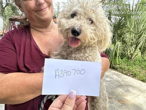 Photo of Booboo, adoptable Bichon Frise in Ocala, Florida