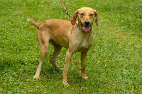 Photo of Freya, adoptable Hound in Brick, New Jersey