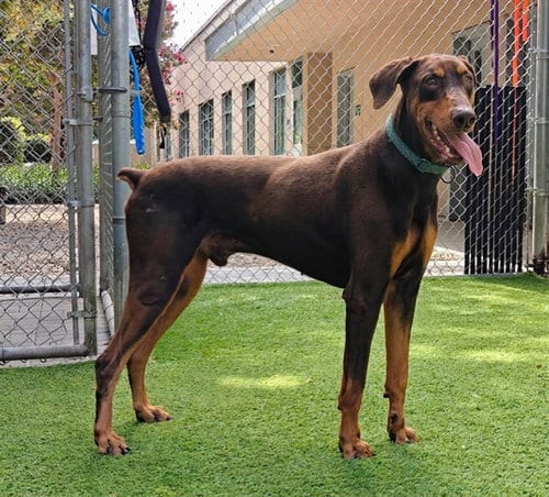 Photo of Alex, adoptable Doberman Pinscher in San Jose, California