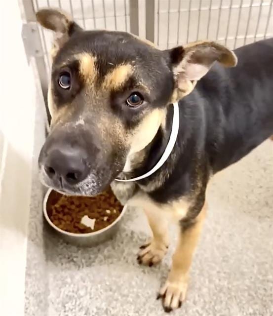 Photo of Clancy, adoptable German Shepherd Dog in Houston, Texas