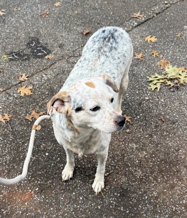 Photo of Vc12cider, adoptable Australian Cattledog cross in Lawrenceville, Georgia