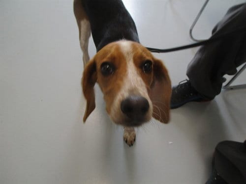 Photo of A391882, adoptable Beagle in Ocala, Florida