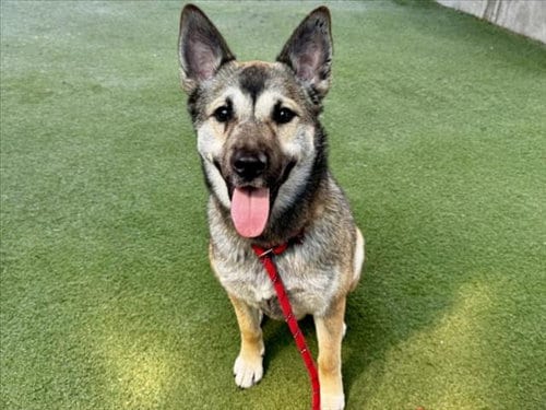 Photo of Frida Kahlo, adoptable German Shepherd Dog in Los Angeles, California