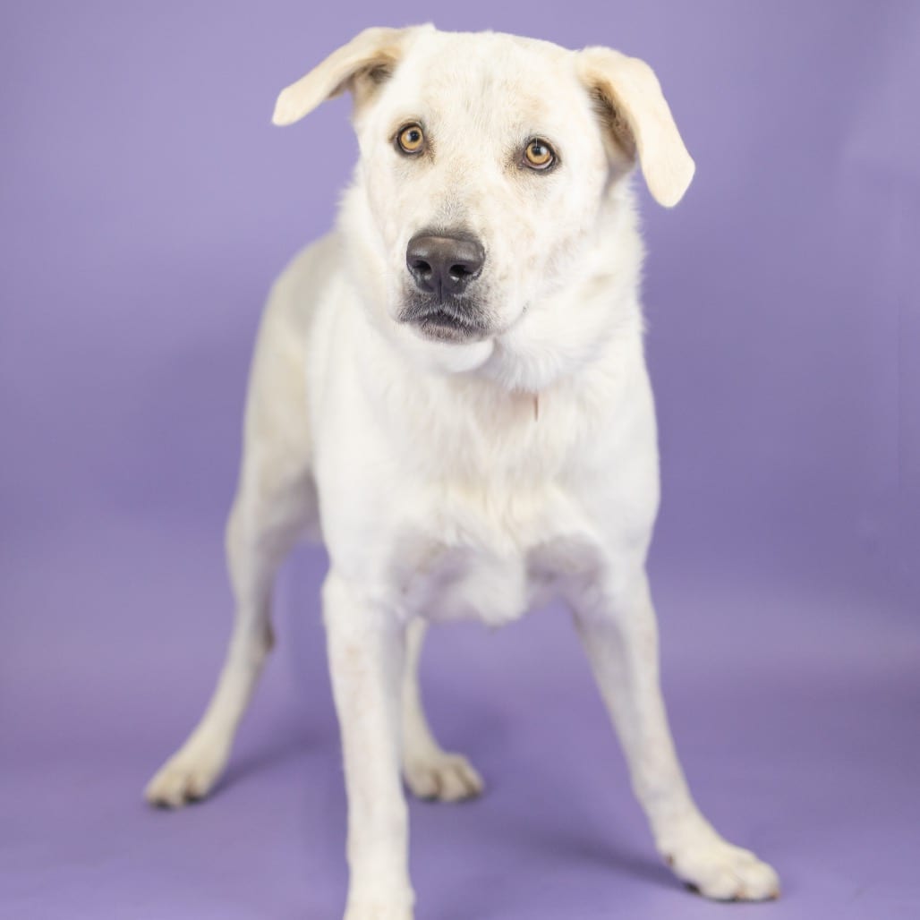 Photo of Ghost, adoptable Pyrenees, Great in Portland, Oregon