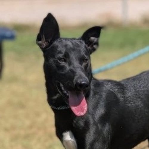 Photo of Apollo, adoptable Australian Kelpie in Canton, Connecticut