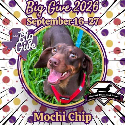Photo of Mochi Chip, adoptable Dachshund in San Antonio, Texas