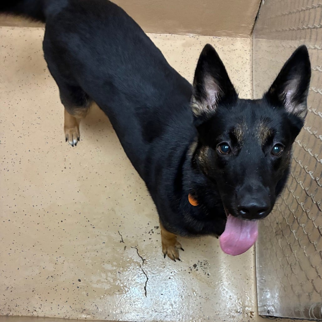 Photo of Layla, adoptable Shepherd, German in Brownsville, Texas