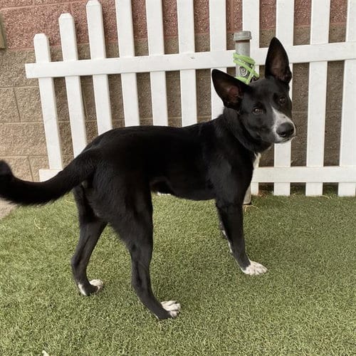 Photo of A615533, adoptable Border Collie in Modesto, California