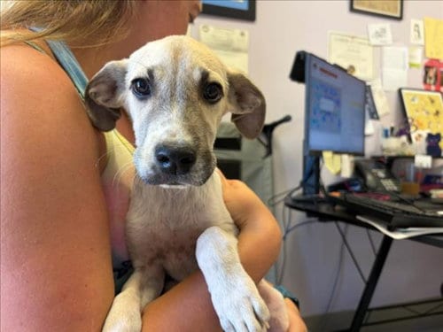 Photo of Twister, adoptable Rhodesian Ridgeback in Santa Cruz, California