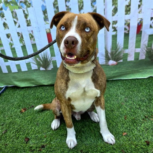 Photo of Maguire, adoptable Pit Bull Terrier in Long Beach, California