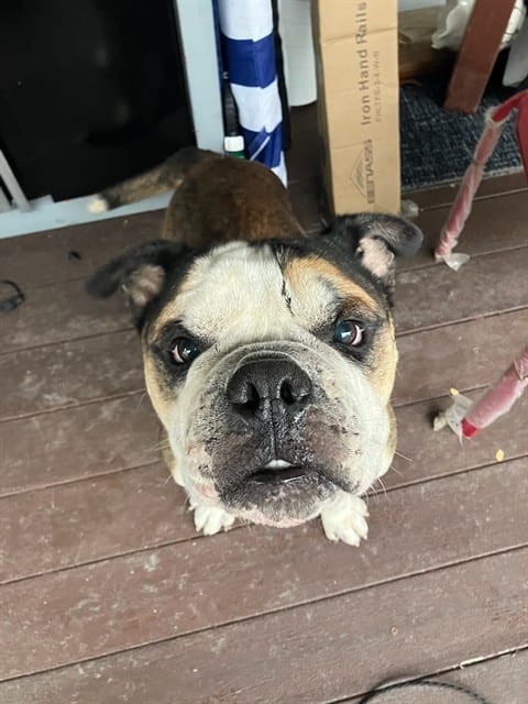 Photo of Big Mac, adoptable Mixed Breed