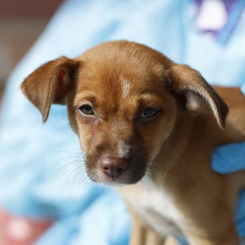 Photo of Firefly, adoptable Terrier in San Antonio, Texas