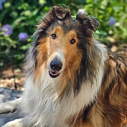 Photo of Layla, adoptable Collie in Virginia beach, Virginia