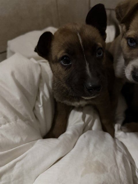 Photo of Screaming Mimi, adoptable German Shepherd Dog in Stockton, California