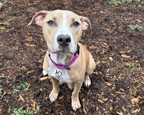 Photo of Mona, adoptable American Pit Bull Terrier in Denver, Colorado