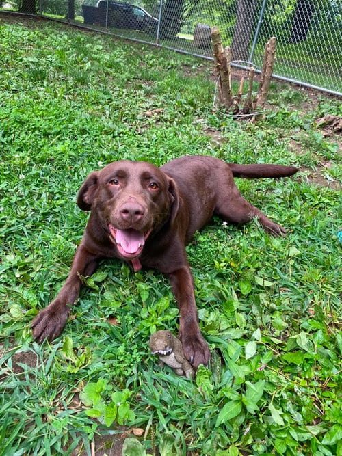Photo of Stella, adoptable Labrador Retriever in Lewistown, Pennsylvania