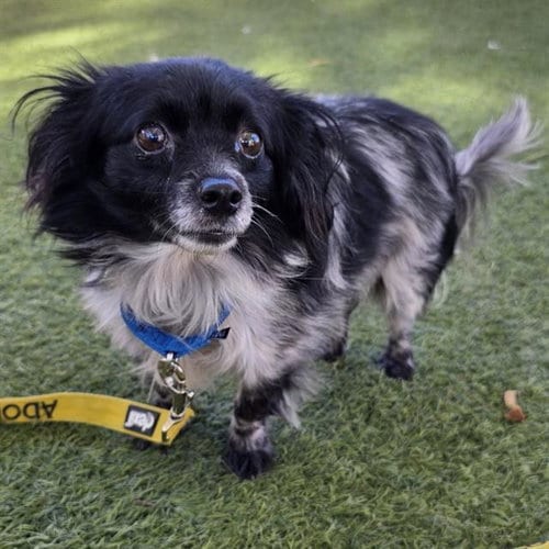 Photo of Diamond, adoptable Chihuahua in Las Vegas, Nevada