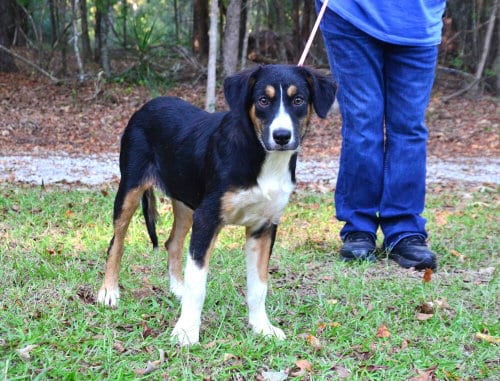 Photo of Missy, adoptable Australian Shepherd in Willingboro, New Jersey