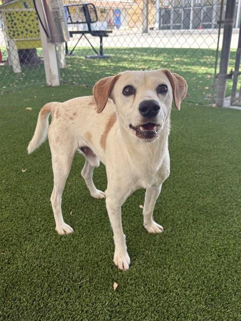 Photo of Buddy, adoptable Jack Russell Terrier (Parson Russell Terrier) in Castaic, California
