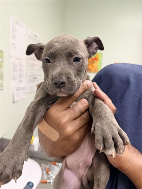 Photo of Armando, adoptable Pit Bull Terrier in Santa Cruz, California