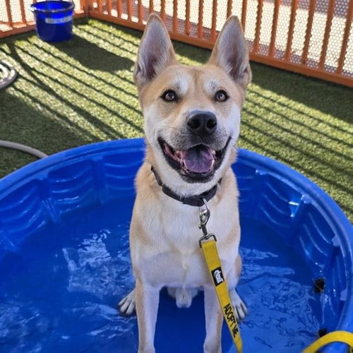 Photo of Kion The Lion, adoptable Carolina Dog in Las Vegas, Nevada