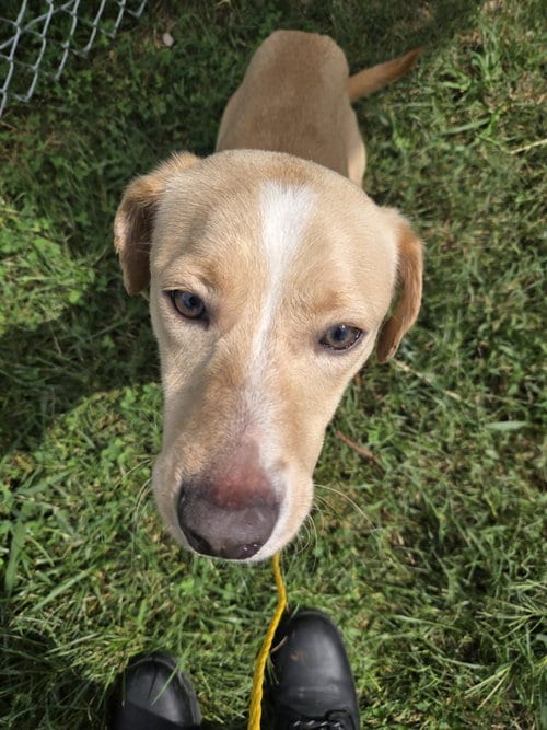 Photo of PR 51 Lizzie, adoptable Labrador Retriever in Glen Allen, Virginia