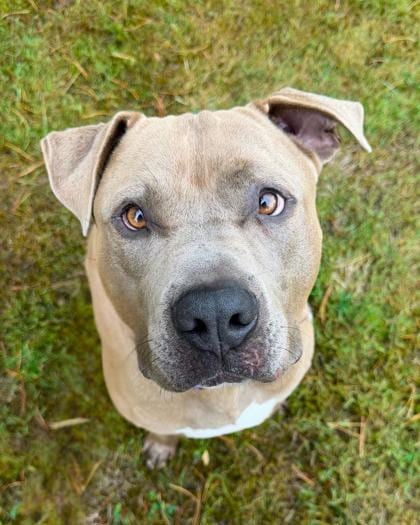 Photo of Waldo, adoptable Terrier, American Pit Bull/Mix in Auburn, Washington