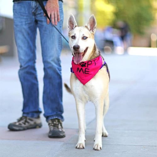 Photo of Arya, adoptable Husky in Albuquerque, New Mexico