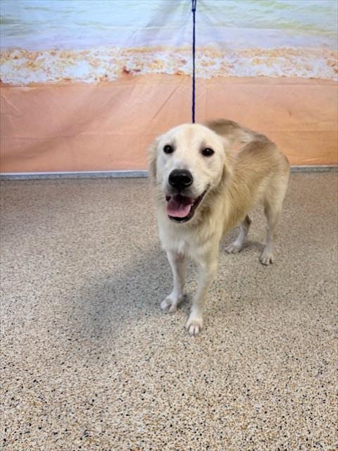 Photo of Light, adoptable Golden Retriever in Miami, Florida