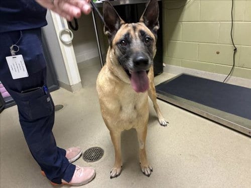 Photo of Kevin, adoptable German Shepherd Dog in Chapel Hill, North Carolina