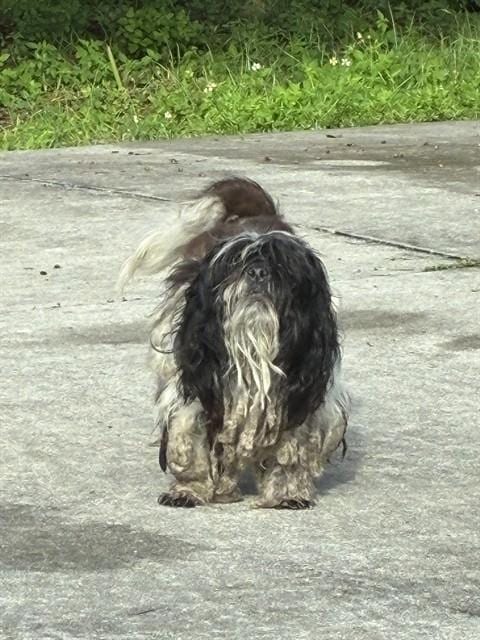 Photo of Duffy, adoptable Shih Tzu in Fort Myers, Florida