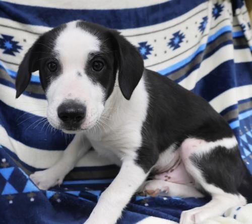 Photo of Mannie, adoptable Labrador Retriever in Thief River Falls, Minnesota